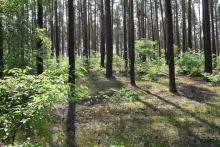Wsparcie inwestycji zwiększających odporność ekosystemów leśnych