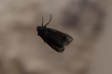Brudnica mniszka (Lymantria monacha)
