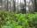 Konsultacje społeczne dotyczące lasów o zwiększonej funkcji społecznej