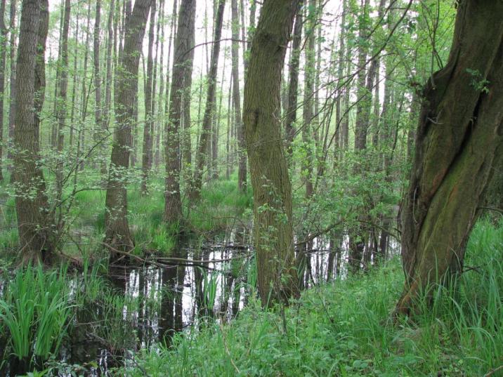 Fot&#x2e;&#x20;z&#x20;arch&#x2e;nadleśnictwa&#x20;przedstawia&#x20;las&#x20;łęgowy